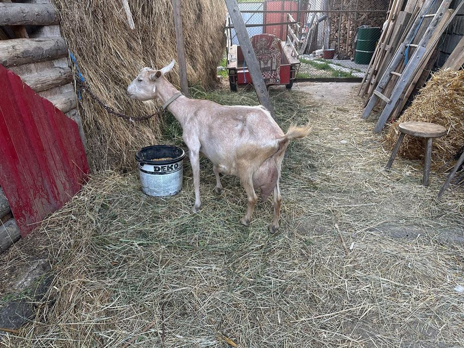 Vând capre alpine metis