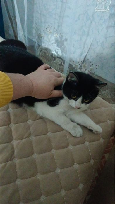 Пристраиваются котята