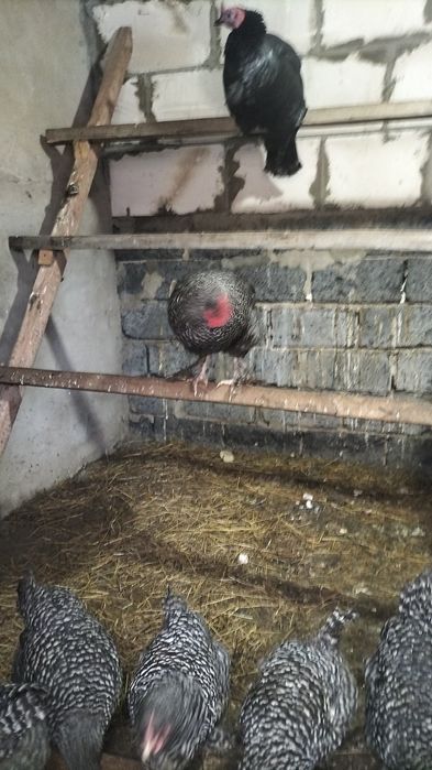 Петушок,индюк(күркетауық)