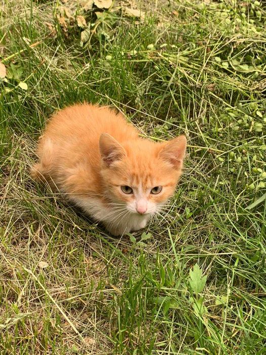 Отдам даром котят, подкинули.