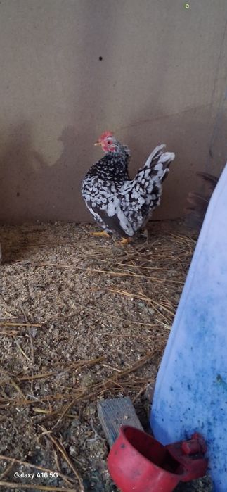 Vând găini cochinchina pitic lavandă și chabo