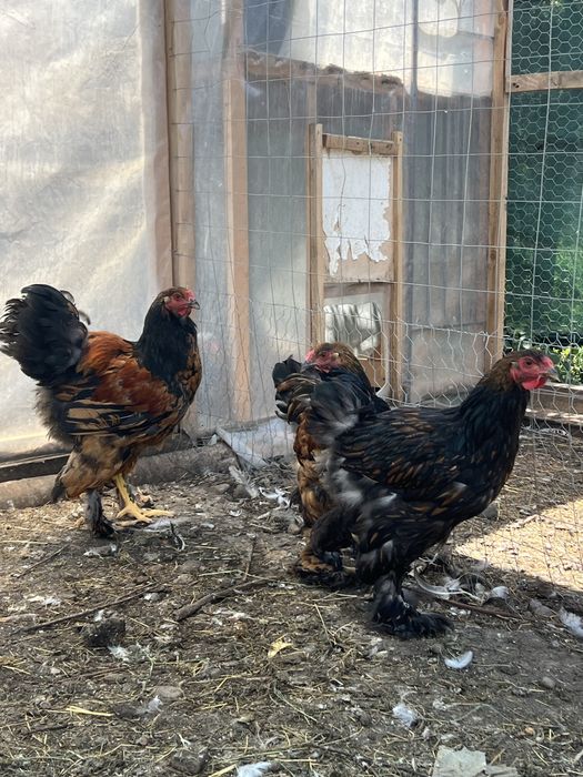 cocosi brahma gold