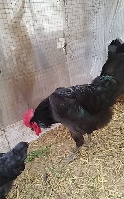 Gigant Qora Shaxzoda