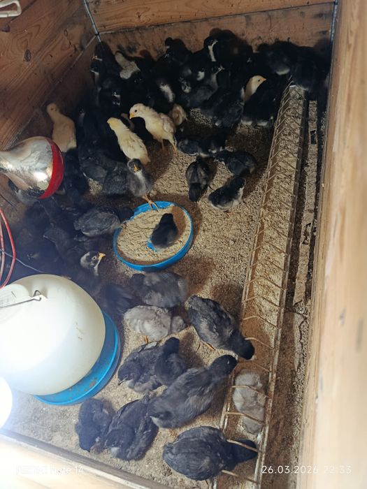 Pui australorp si pui de casă