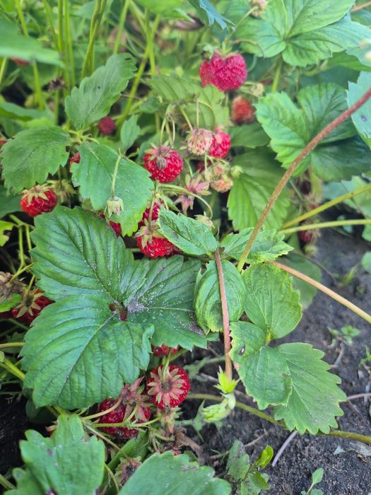 Дачный участок продам