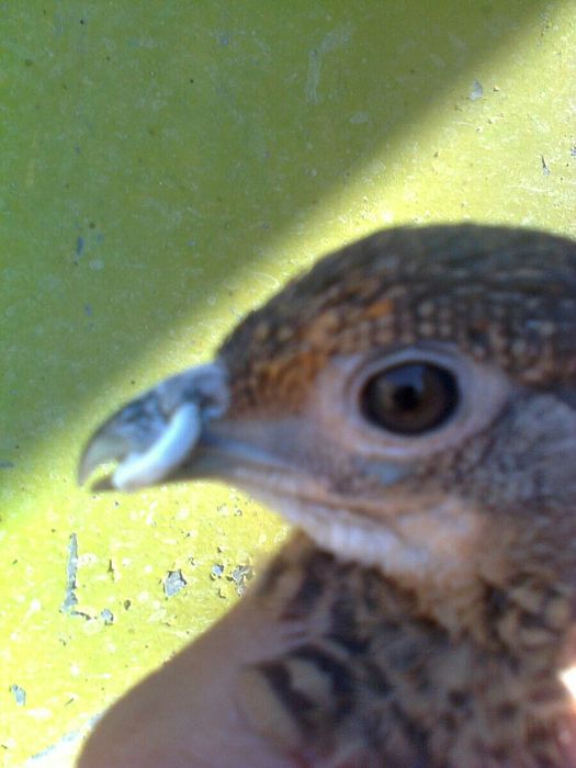 Очила и халки за фазани и пауни