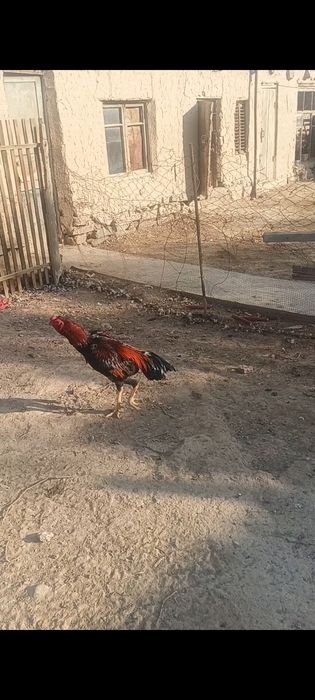 Дакан кораз сатылады