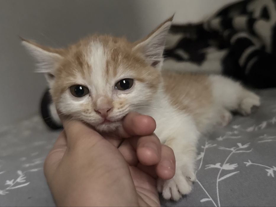 Котенок в добрые руки