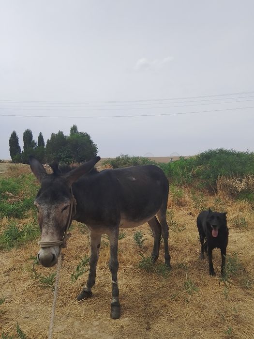 Офчарка сатылады қойға жақсы