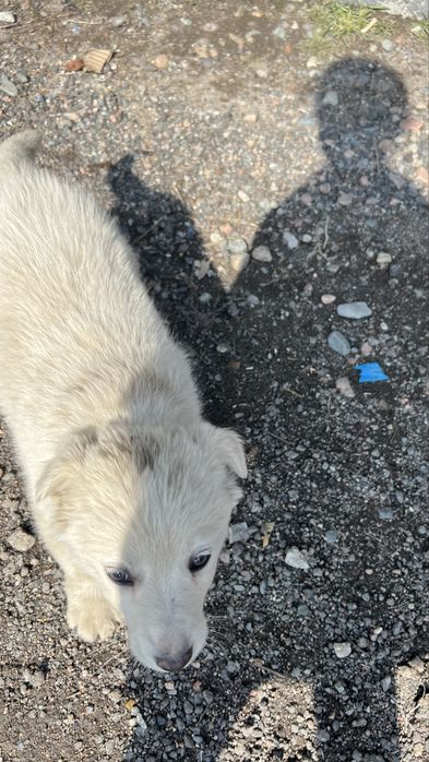 Сабака     белая