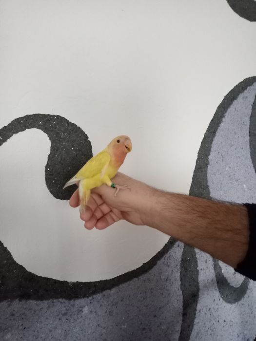 Попугай неразлучник