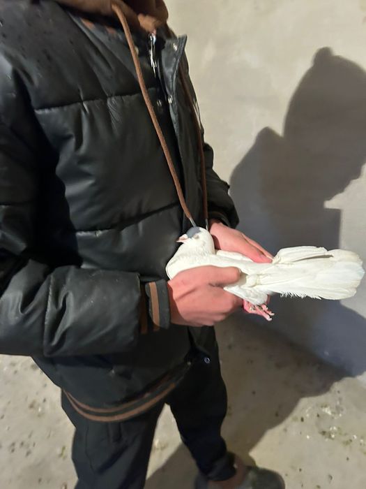 Голуби 4.000кептер голуб