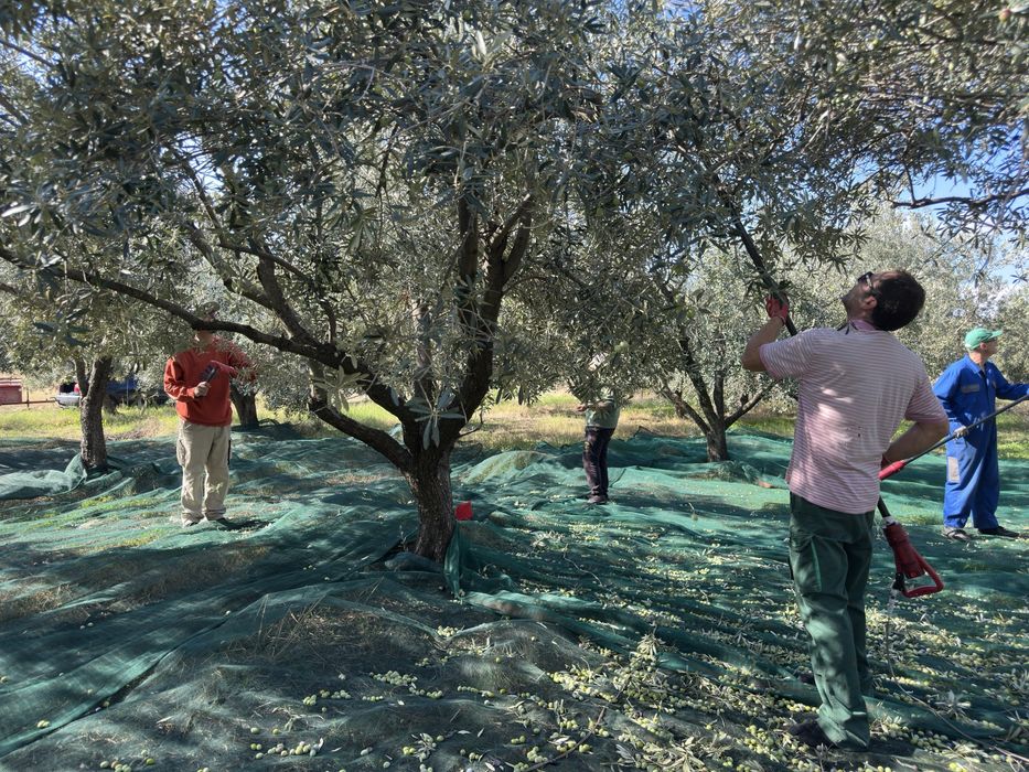 Ulei de masline extravirgin grecia cules personal