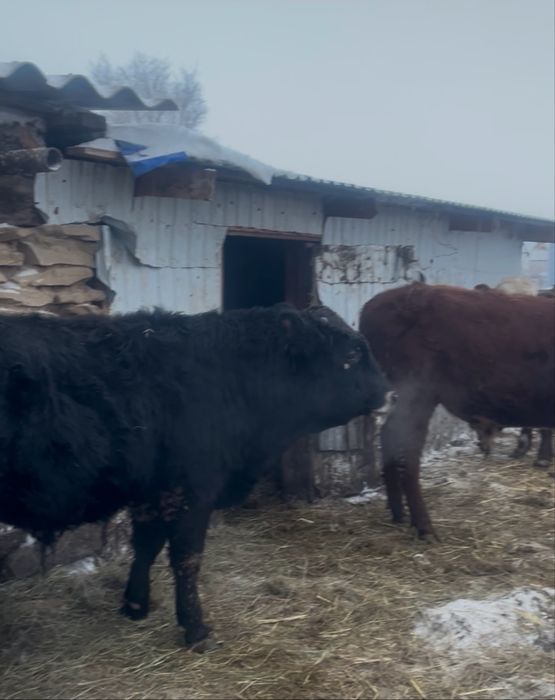 Продам молодых бычков