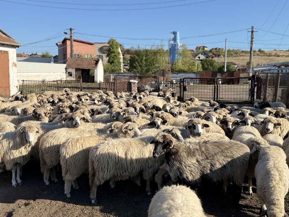 Vând 100 de oi Țurcane