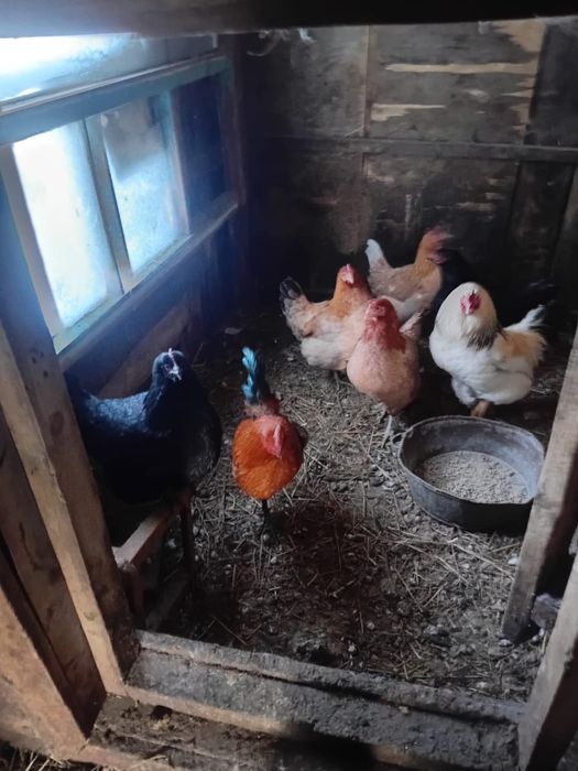 Продам петухов взрослый