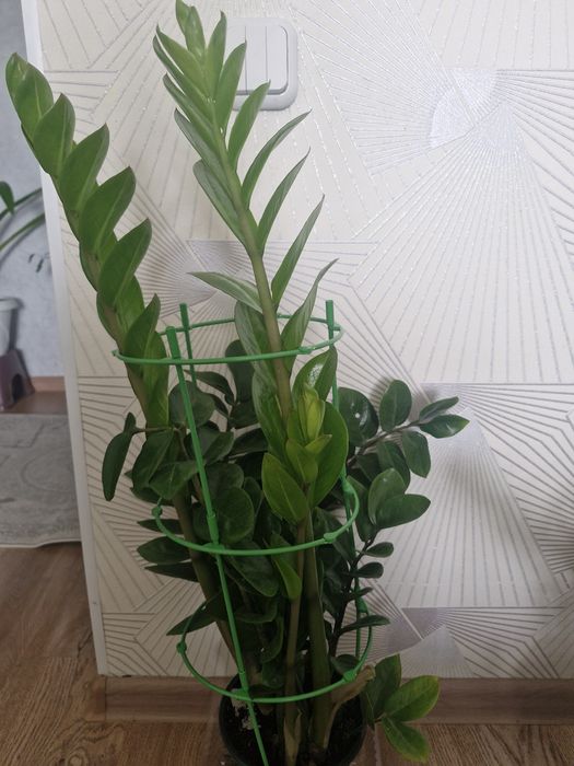 Ұц гұлдері апзан