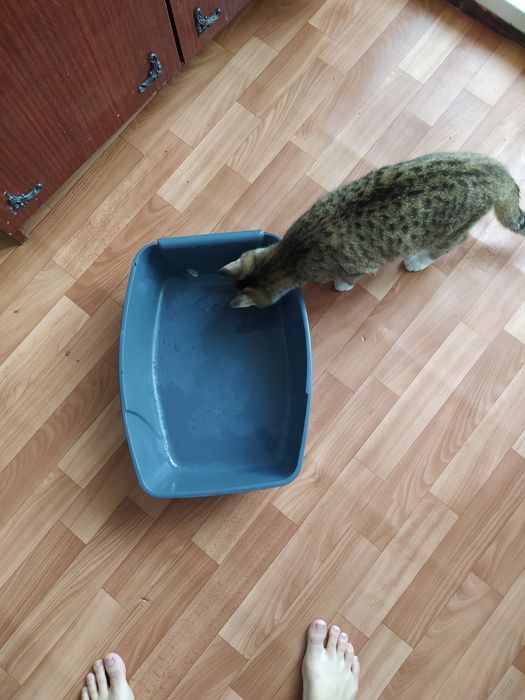 Продам лоток кошачий