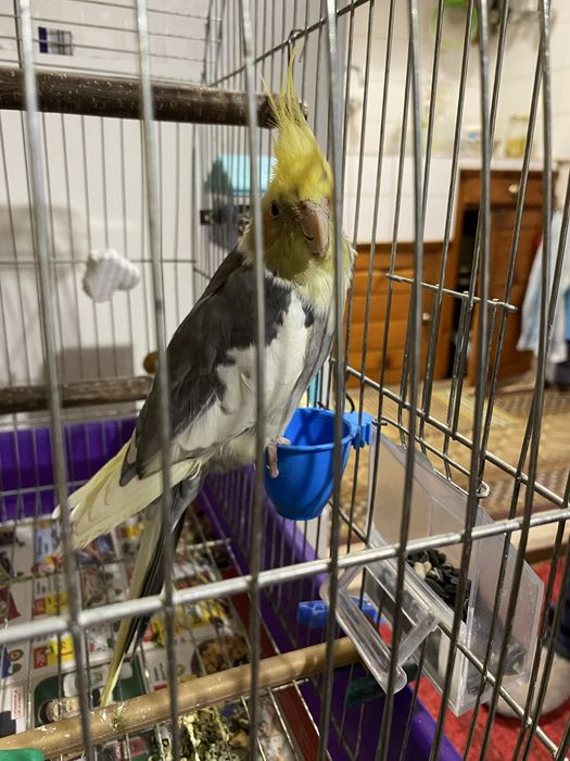 Мъжка корела на 6 месеца