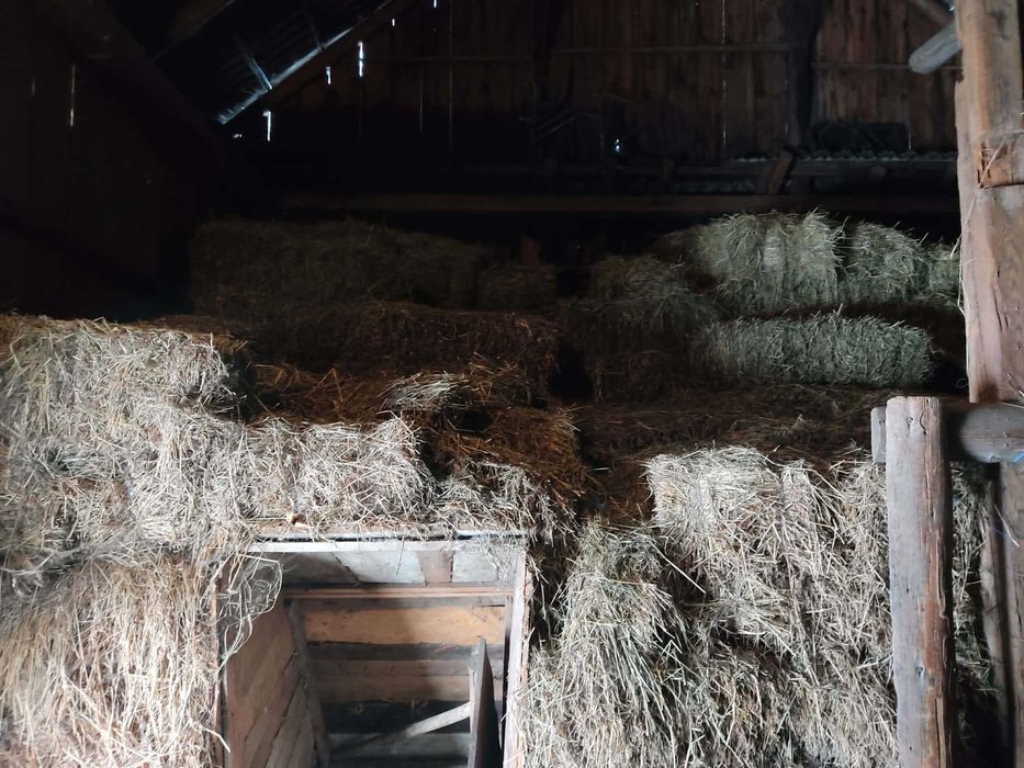 Baloti fan lucerna otava