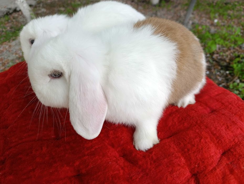 quyon lar katta bolmaydigan / карликовые кролики