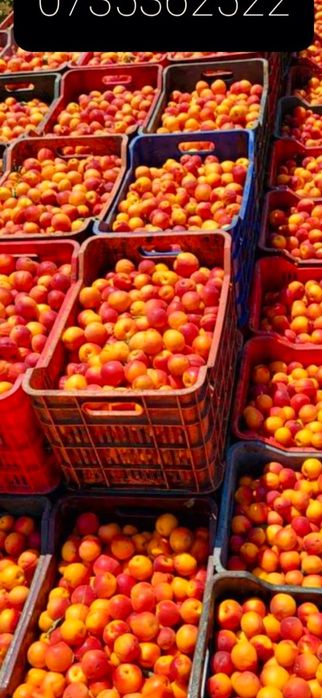 Caise pentru țuică – fructe aromate, perfecte pentru fermentare