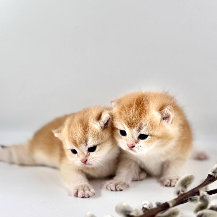 Плюшки золотинки лялечки