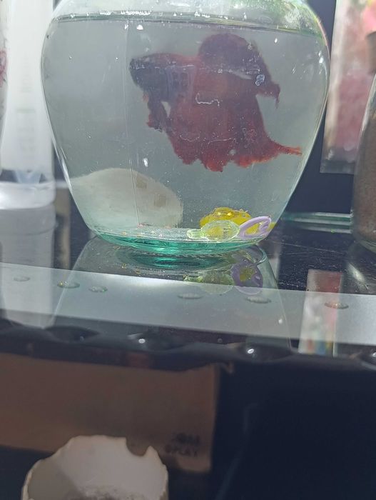 Продам рыбку петушок