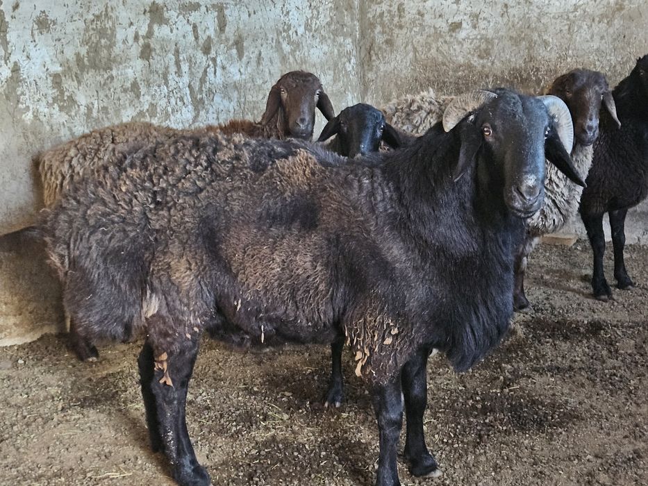 Қошқар мықты әлі жас биыл уйленген