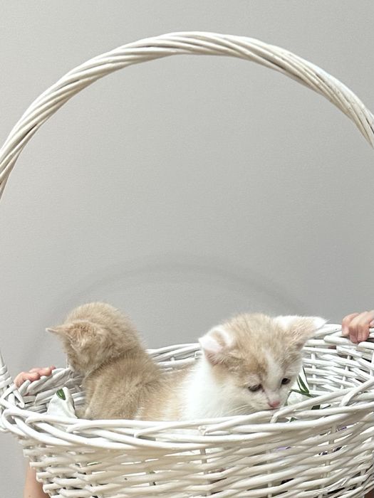 Ищем добрые руки для котенка