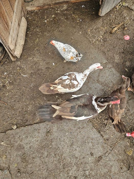 Rate mute ciocolatii