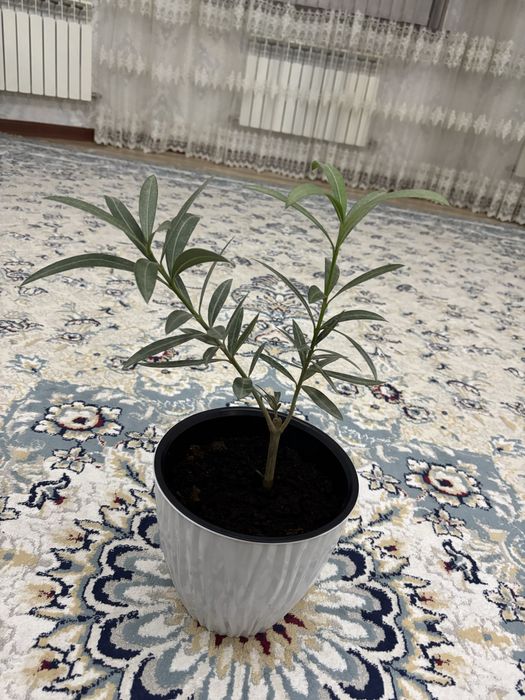 Продаю цветы 5штук