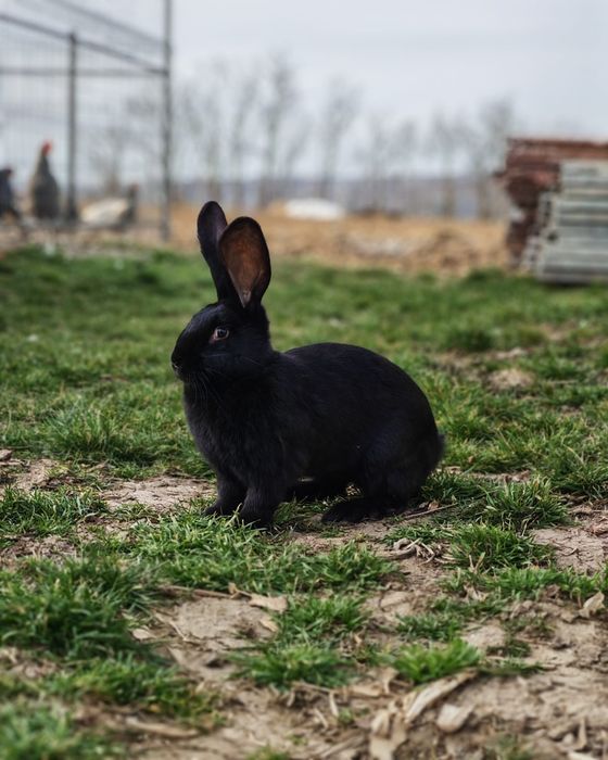 Vînd iepuri uriaș german