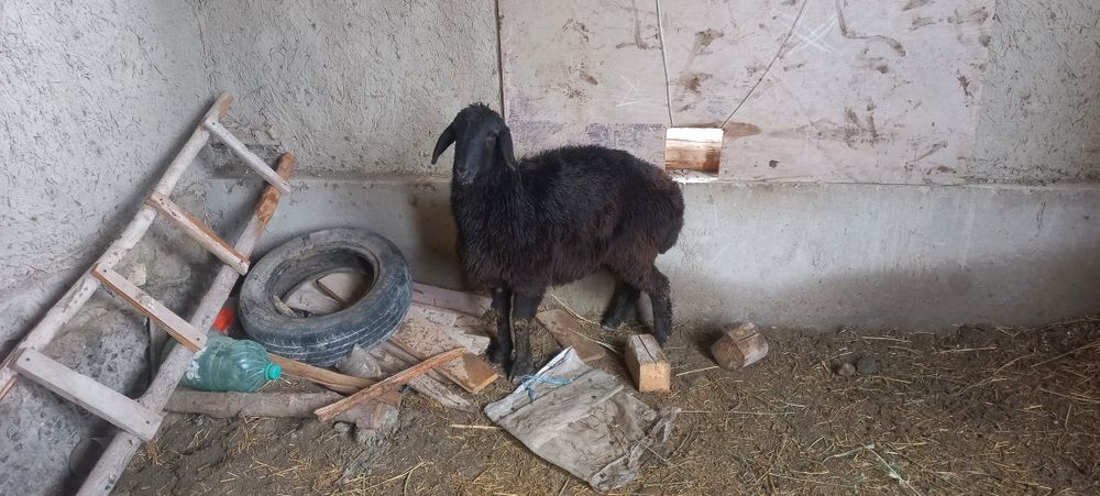 Bugoz barra sotiladi