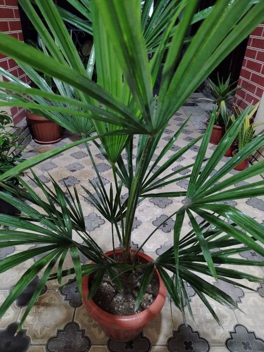 Комнатные растения, цветы, Honaki gullar, Optom va donaga, Gul, Цветы