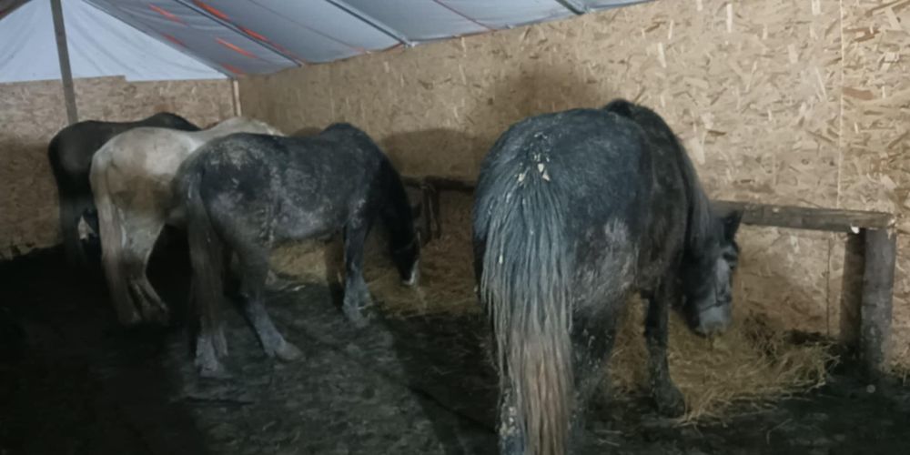 Iapă 3 ani, cuminte