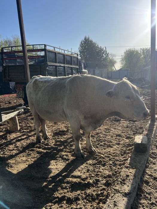 Продам быков!!! Бұқалар сатамын!!!