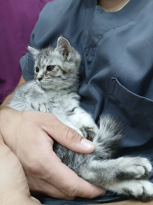 Gibrid 4 oylik aqlli oyinqaroq.Latoklarini ham qowib beraman.