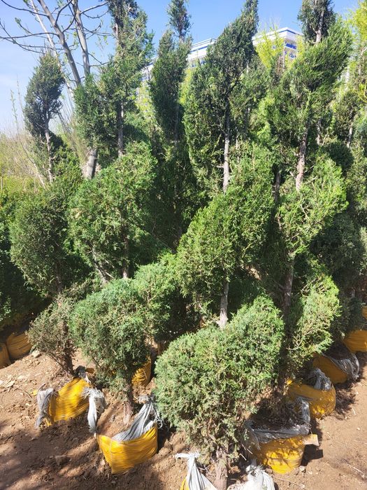 Хар хил турдаги декоратив кучатлар