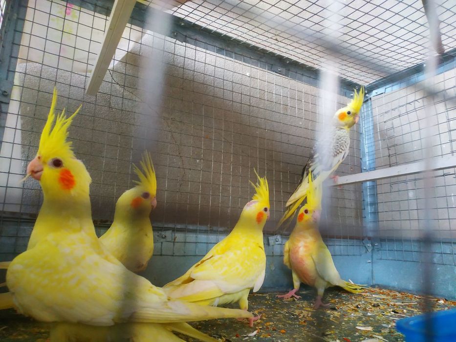 Karela tóti sotiladi Тути карела сотилади