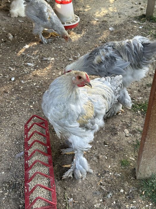 Matase Japoneza cocos 8 luni si Brahma HD si Isabel