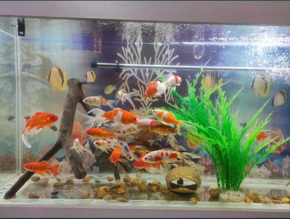 Аквариум большой