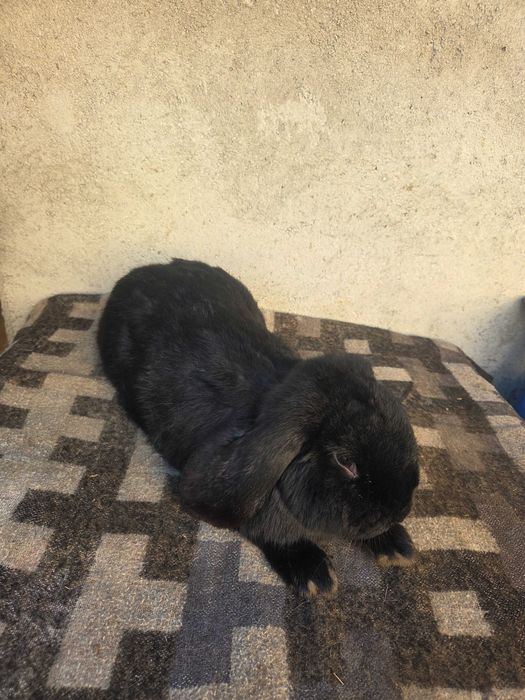 Iepuri berbec german