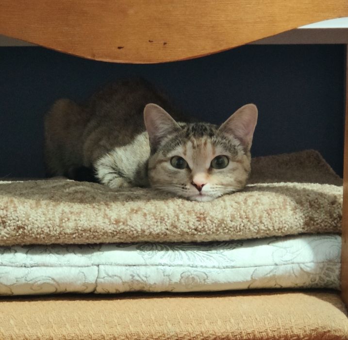 Ищем новый дом для нашей девочки