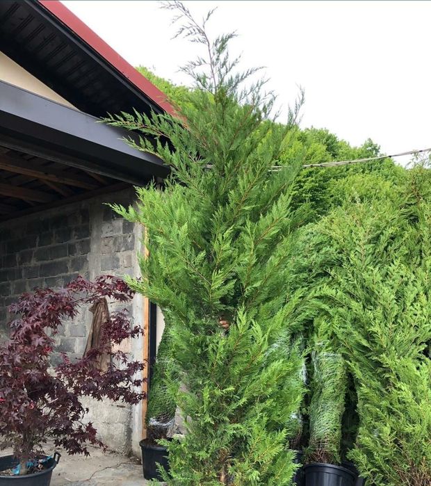 Leylandii chipaross între  1 & 3,50 H