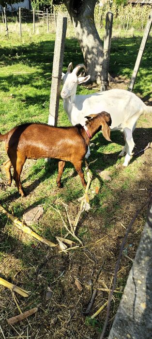 Vând Iadă și țap