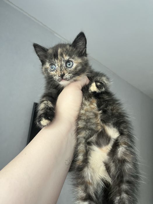 Отдам котенка в добрые руки