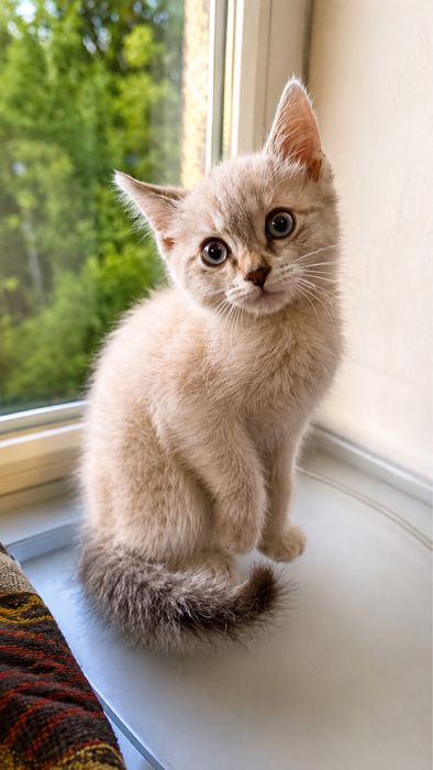 Отдам сиамского котенка