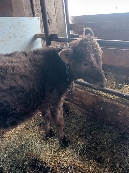 Vând vițea metis angus vârstă 5 luni jumate