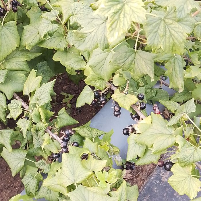 Продам дачу в 21ом коллективе